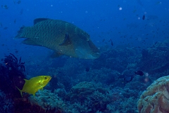 Raja Ampat 2016 - Cheilinus undulatus - Humphead Wrasse - Poisson Napoleon - IMG_4499_rc